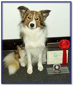 Teazle, 1st Place Advanced Obedience Test