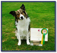 Teazle with her KC Gold Good Citizen Award