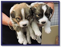 Troy and Teazle at 3 Weeks