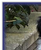 Twist at 7 Weeks Old