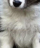 Twist at 7 Weeks Old