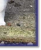 Twist at 7 Weeks Old