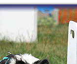 Breeze's team take 1st Place again