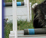 Breeze's team take 1st Place again