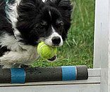 Breeze's team take 1st Place again