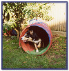 The Agility Tunnel - Willow