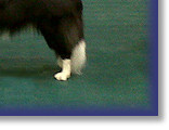 Zac Best Puppy In Show WofE Ch Show