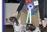 Res Best In Show at Romford & District 2012 - Age 16 Months