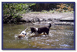 Zac swimming lesson with Rex