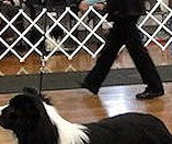 Zac winning his class SBCC