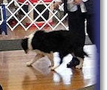 Zac winning his class SBCC